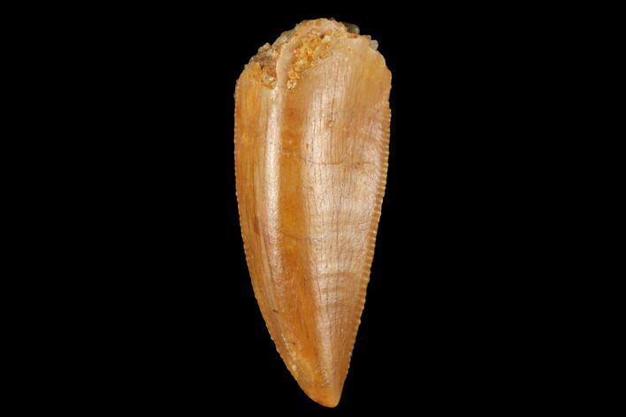 Serrated, Raptor Tooth - Real Dinosaur Tooth #173527